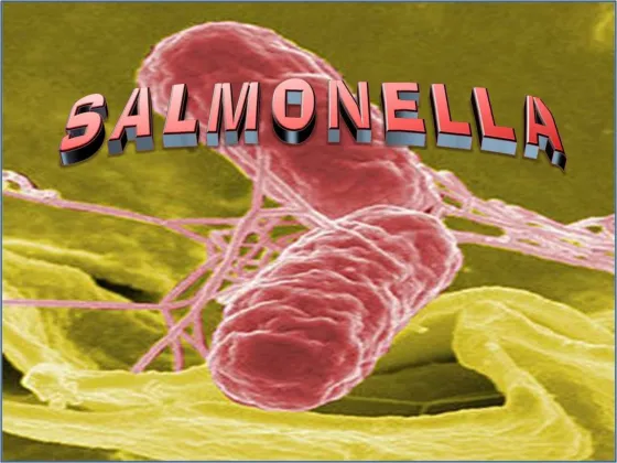 Confirman la existencia de 10 casos de salmonella