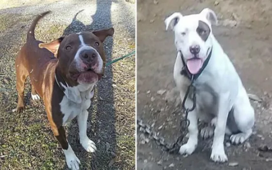 Navidad trágica: Una mujer fue asesinada por dos pitbull