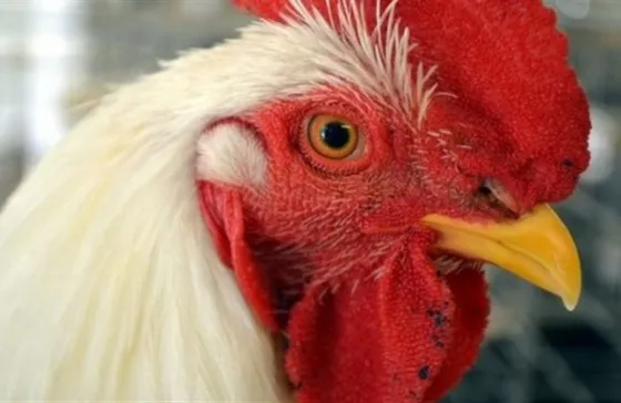 "The Big Boss", el gallo que impacta al mundo . Video viral
