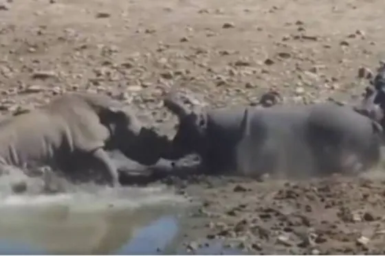 Tremendo: Hipopótamo mató a un rinoceronte que quería beber en su charco. Video