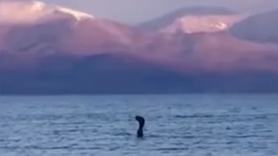 Descubrieron a una extraña criatura idéntica al monstruo del lago Ness. Video