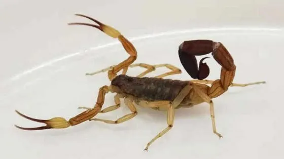 Importante: Medidas de prevención contra la picadura de alacranes