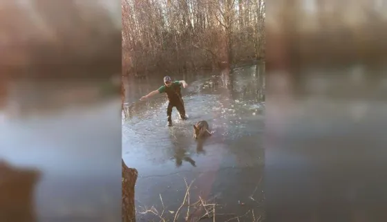 Arriesgó su vida para rescatar a un ciervo de un estanque congelado (VIDEO)