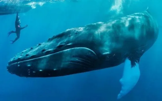 Una ballena salvó a una buceadora de ser atacada por un tiburón. Video