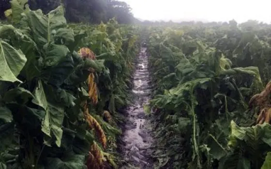 Urtubey se reunió con los tabacaleros en crisis