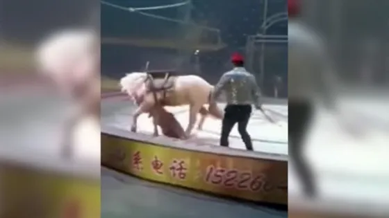 Terrible: Un caballo fue atacado por un tigre y una leona en plena función de circo. Video
