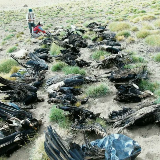 Hallaron mas de 30 cóndores muertos en Mendoza