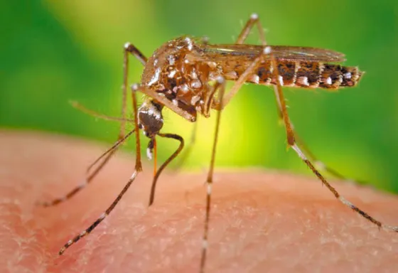 Expertos afirman que la fiebre amarilla puede llegar de nuevo al país