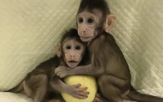 Se cumplió con éxito el primer paso para clonar humanos