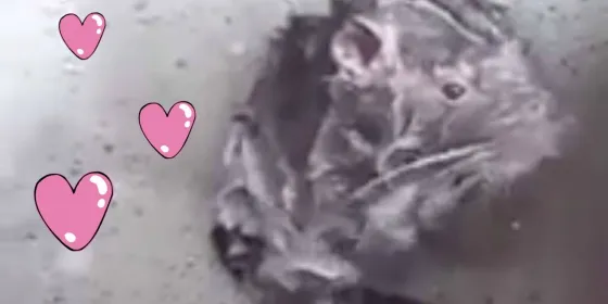 ¿Ya lo viste? Un pequeño ratón toma un baño y es furor en las redes (VIDEO)