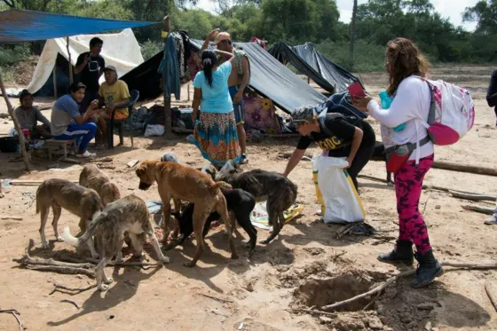 Rescatan animalitos tras las inundaciones en el Chaco Salteño