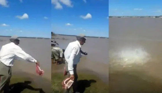 Río Paraná: Filman un impresionante ataque de peces carnívoros (VIDEO)