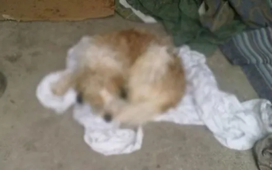 Pateó y mató al caniche de su mujer en medio de una discusión por dinero