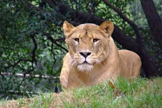 Leona intenta lanzarse sobre un grupo de turistas. Video