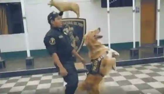 Viral: Lanzan el "Scooby Do PaPa" desde un Escuadrón Canino (VIDEO)