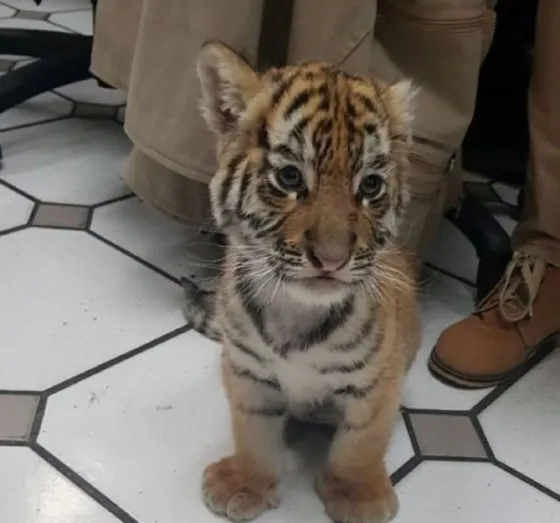 Crueldad: Transportaban un tigre cachorro adentro de un paquete de correo