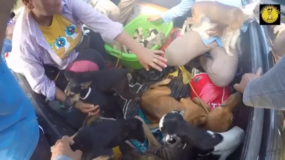 Los héroes de los animales inundados