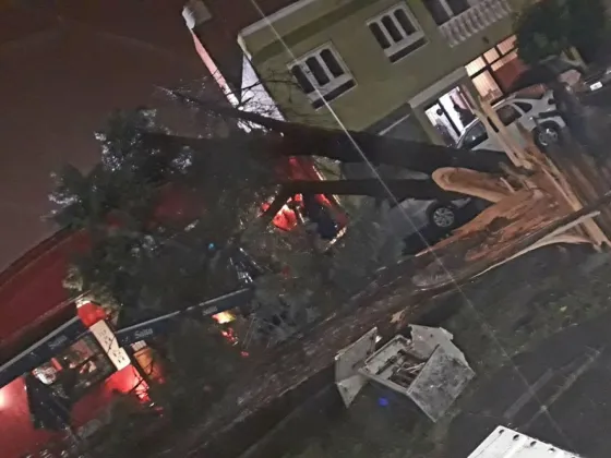 Se cayó un árbol en el Paseo de los Poetas