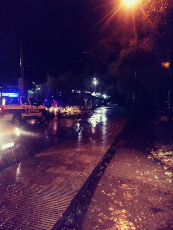 Por la caída de un árbol, cortaron el tránsito en avenida San Martín