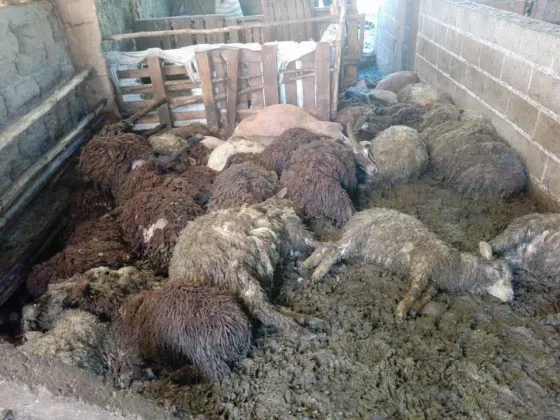 Un feroz ataque dejó muertas a 70 cabras y ovejas
