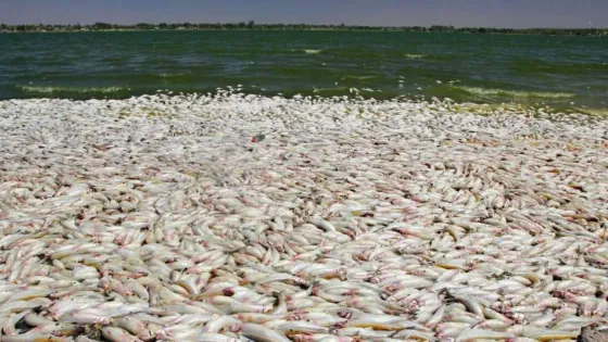 Aparecieron miles de peces muertos en una laguna
