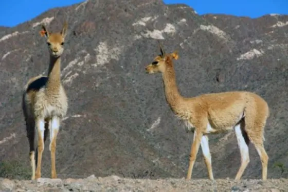La provincia trabaja en un plan de conservación de la vicuña