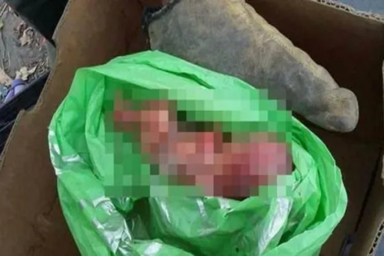 Encontró un feto a metros de su casa