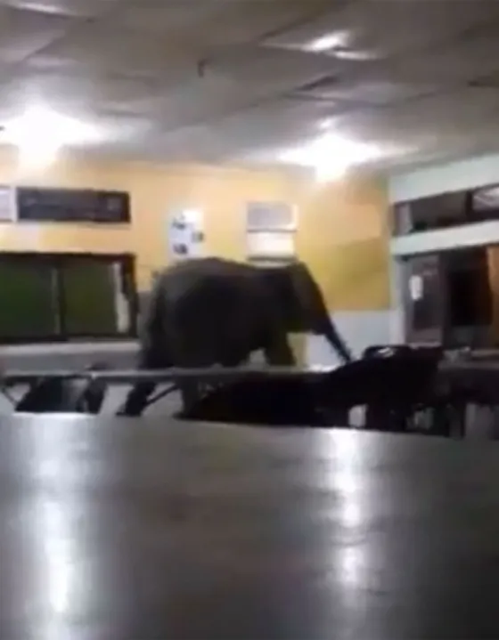 Increíble: Un elefante irrumpió en una escuela. Video