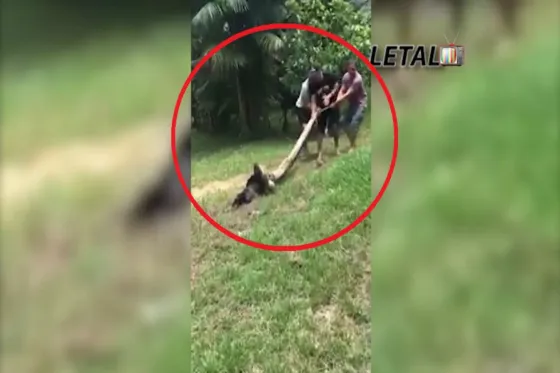 Un perro es rescatado a minutos de ser devorado por una pitón
