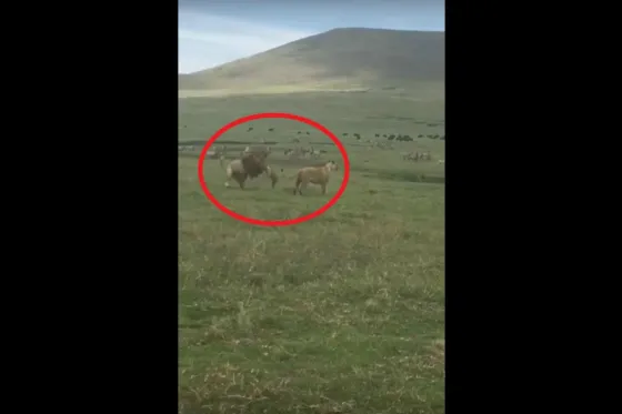 Insólito: Un perro torea y ataca a dos leones. VIDEO