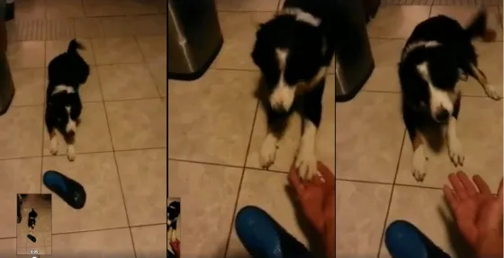 El perro más "cariñoso" con la suegra de su dueño. Mirá el video.