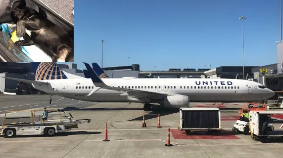 Lo hicieron viajar: Un perrito murió por ir con el equipaje de mano