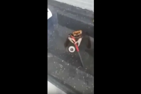 Cangrejo se defiende con un cuchillo antes de ser cocinado. VIDEO
