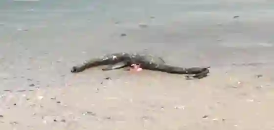 Conmoción: Hallan extraña criatura parecida al Monstruo del Lago Ness (VIDEO)