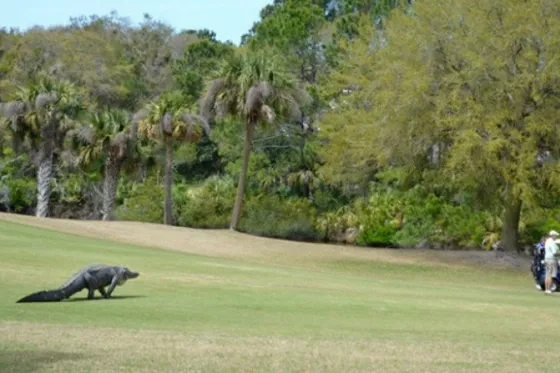 Un cocodrilo irrumpe en un campo de golf en pleno torneo. Video