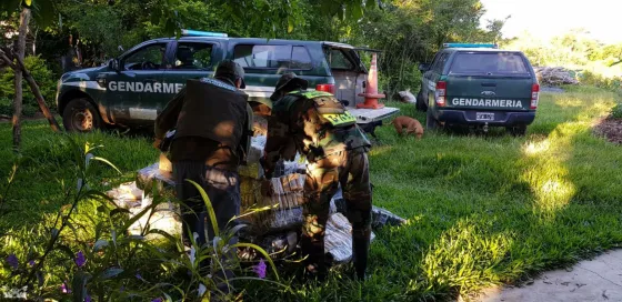 Secuestran más de 700 kilos de marihuana ocultos entre malezas