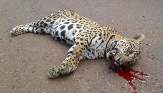 Por ir rápido atropelló a una yaguareté preñada en peligro de extinción