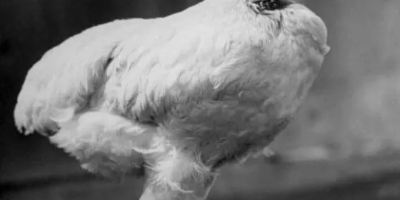 Gallina zombie: Sobrevive sin cabeza (VIDEO)