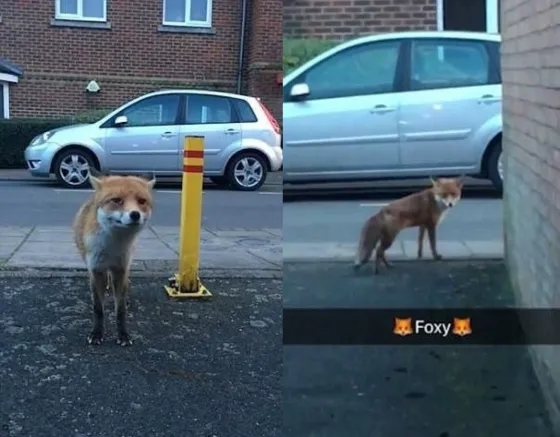 Insólito: Filmaba a un zorro y le robó la billetera. Video