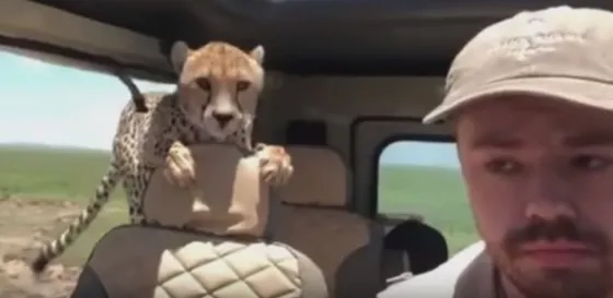 ¡Qué miedo! Dos chitas se metieron en una camioneta en medio de un safari. Video
