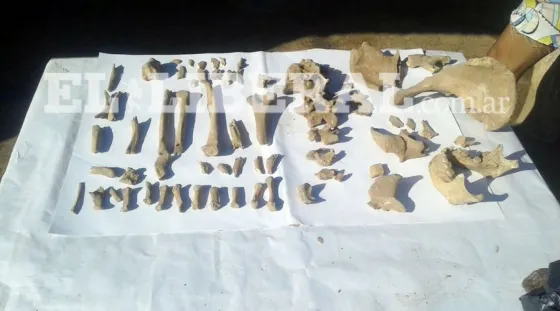 Obreros encontraron restos óseos en un predio. Video