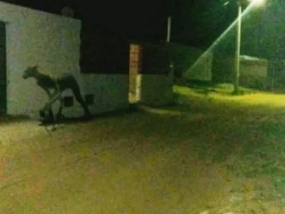 Santa Fe: La aparición de una extraña criatura provocó el terror de sus habitantes
