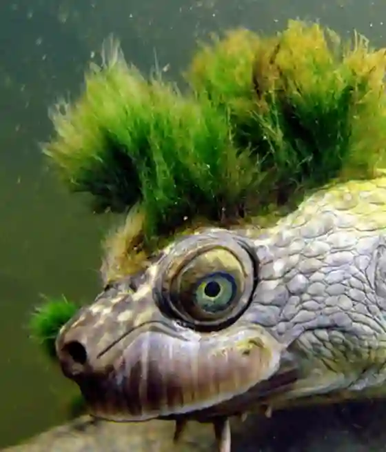 Conocé a la tortuga que respira por la cola