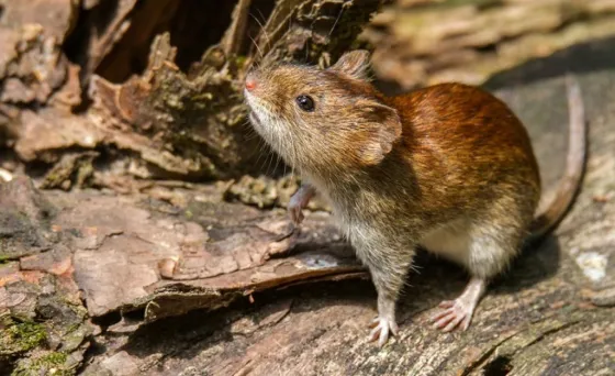 Otra víctima fatal por Hantavirus