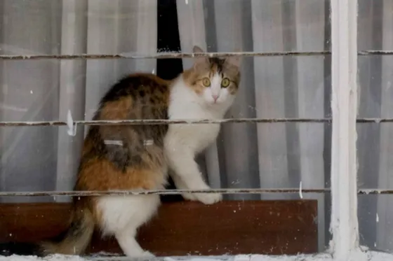 INGENIO PURO: Usaban gatos para meter celulares en la cárcel