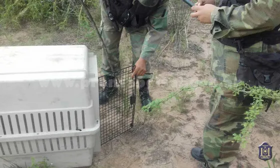 Inconsciente: Tenía una víbora de casi 2 metros en el patio de su casa