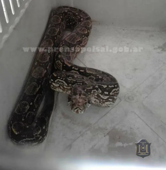 Capturaron una víbora de casi dos metros de largo