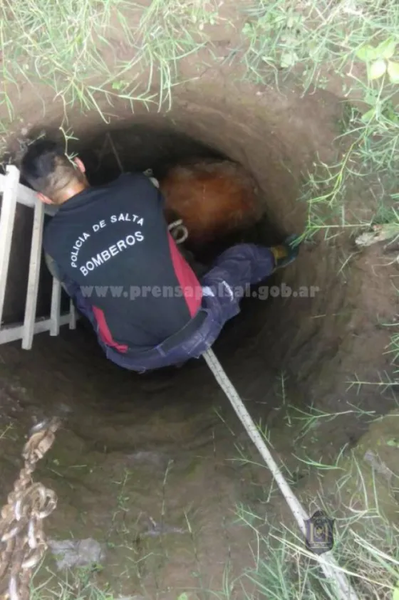 Atocha: Bomberos tuvieron que movilizar a un animal de 200 kilos