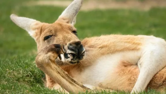 Muy triste: Matan a piedrazos a un canguro