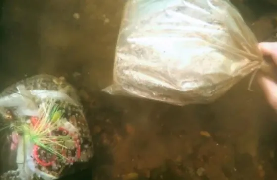 Buzo buscaba un tesoro pero encontró algo horrorizante